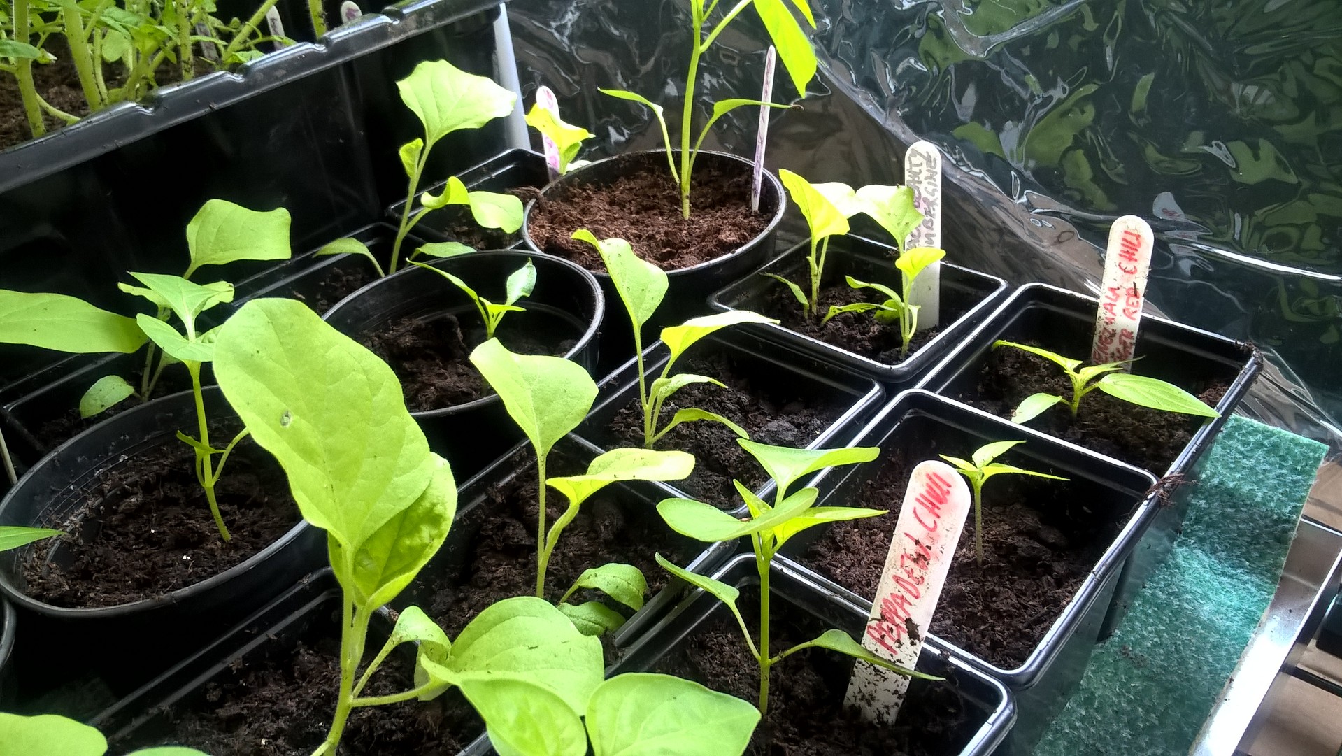germinated seedlings